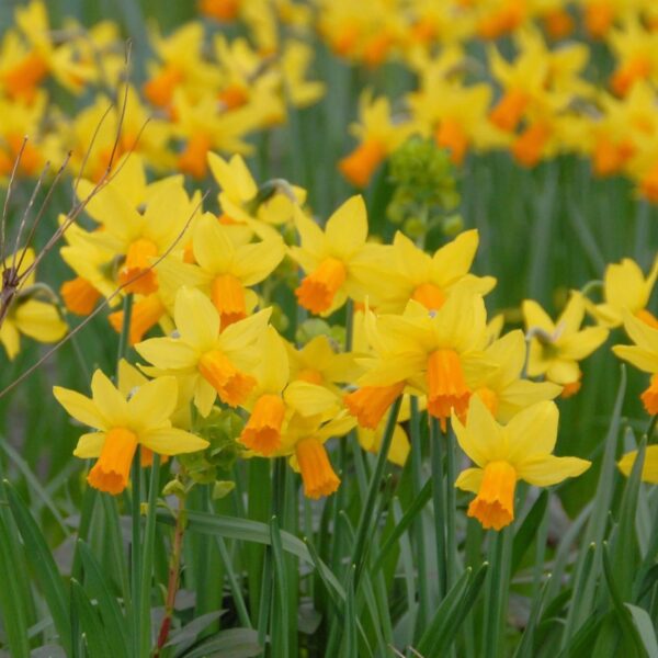 Votaniki Jetfire Daffodil Bulbs - Spring Flowering Perennial Narcissus ‘Jetfire’ (Cyclamineus Daffodil) | Daffodil Bulbs for Planting - Easy to Grow