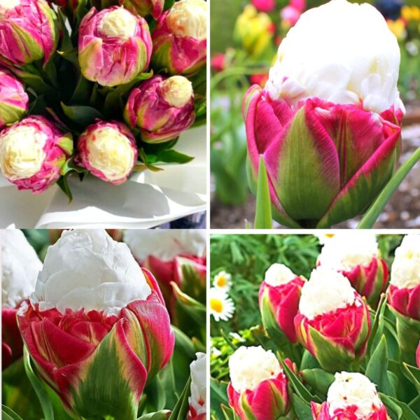 Votaniki Double Peony Ice Cream Tulip Bulbs - Large Double Flowers, Tulipa Double Late 'Ice Cream' Tulip Bulbs for Planting | Late Spring Blooming Perennial - Easy to Grow