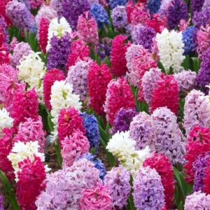 Votaniki Berries & Cream Hyacinth Collection - Hardy Perennial, Fragrant Blooms, Mixed Hyacinth Bulbs for Planting | Spring Flowering Bulbs - Easy to Grow & Low Maintenance