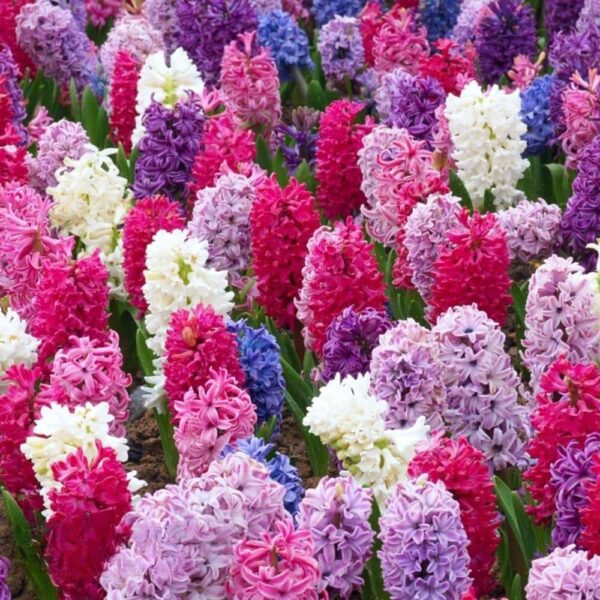 Votaniki Berries & Cream Hyacinth Collection - Hardy Perennial, Fragrant Blooms, Mixed Hyacinth Bulbs for Planting | Spring Flowering Bulbs - Easy to Grow & Low Maintenance