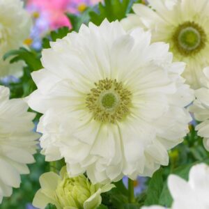 VotanikiI Anemone Coronaria ‘Mount Everest’ Bulbs - White Windflowers for Stunning Spring Displays | Anemone Bulbs for Planting - Easy to Grow Perennial