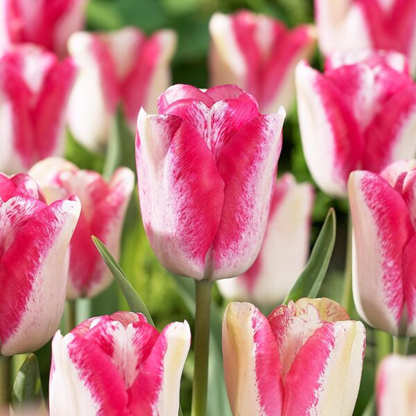 Votaniki Tulipa Single Late 'MATA Hari' - Long Lasting Blooms, Tulip Bulbs for Planting | Spring Blooming Perennial - Easy to Grow