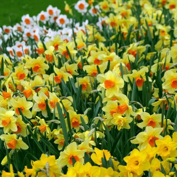 VotanikiI Daffodil Trumpet and Cupped Mix Bulbs - Long Lasting Blooms & Hardy Perennials for Spring | Mix Daffodil for Stunning Gardens - Easy to Grow