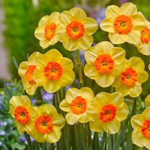 Votaniki Jonquilla Daffodil Kedron Bulbs - Perennial Multi Flowering Daffodil, Narcissus jonquilla 'Kedron' | Perfect for Borders, Container Gardening, Cut Flowers, Naturalizing