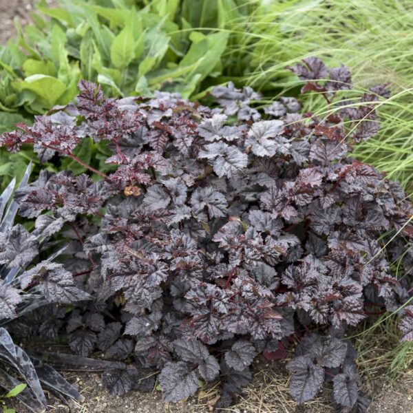 Votaniki Astilbe Dark Side of The Moon - Hardy Perennial, Summer Flowers, Purple Color Astilbe Bare Root for Planting | Spring & Summer Flowers, Low Maintenance & Easy to Grow