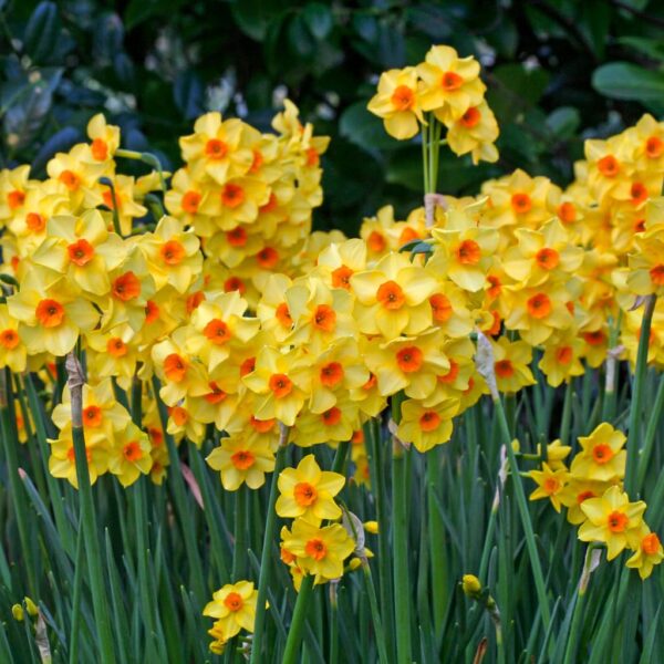 Votaniki Martinette Daffodil Bulbs - Fragrant Blooms, Narcissus 'Martinette' Daffodil | Spring Blooming Flower Bulbs - Easy to Grow, Hardy Perennial Good for Indoor Forcing