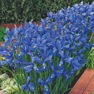 Votaniki Discovery Dutch Iris Bulbs - Long Lasting Blooms, Hollandica 'Discovery' Iris Bulbs for Planting | Spring & Summer Blooming Perennial - Easy to Grow