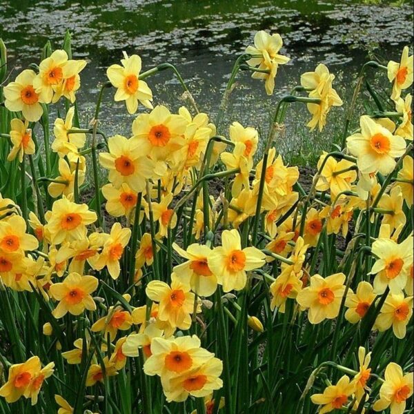 Votaniki Jonquilla Daffodil Kedron Bulbs - Perennial Multi Flowering Daffodil, Narcissus jonquilla 'Kedron' | Perfect for Borders, Container Gardening, Cut Flowers, Naturalizing