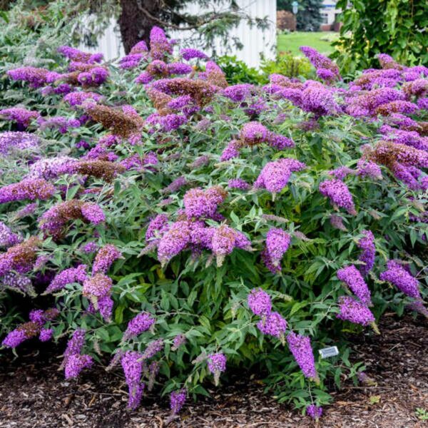 VotanikiI Buddleia Davidii ‘Violet Cascade’ (Butterfly Bush) - 3 Inch Root Young Plant | Long Lasting & Fragrant Blooms, Attracts Pollinators, Fast Growing Shrub | Easy to Grow Perennial