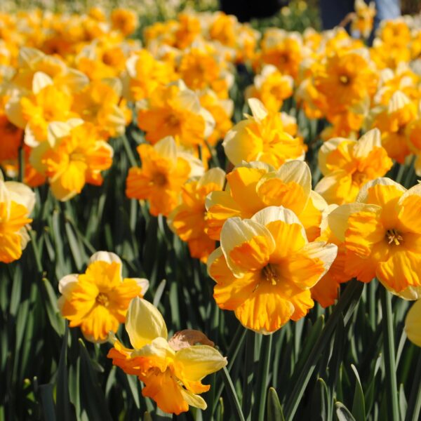 VotanikiI Orangerie Daffodil Bulbs - Hardy Perennials with Showy Flowers | Fragrant Blooms, Narcissus ‘Orangery’ (Split-Corona Daffodil) for Spring Beauty, Easy to Grow