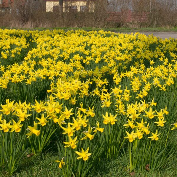 Votaniki Narcissus February Gold - Fragrant Blooms, Narcissus ‘February Gold’ (Cyclamineus Daffodil) Daffodil Bulbs | Spring Blooming Perennial - Easy to Grow