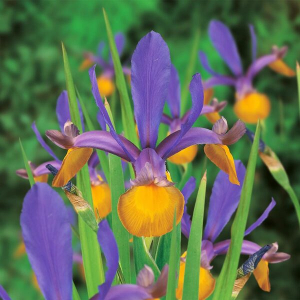 VotanikiI Iris Hollandica Frans Hals - Stunning Dutch Iris with Bold Yellow and Purple | Spring & Summer Flowers for Any Garden - Dutch Iris Bulbs, Easy to Grow Hardy Perennials