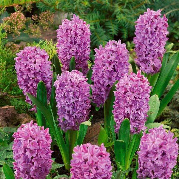 VotanikiI Hyacinth Purple Voice Bulbs - Long Lasting, Fragrant Spring Blooms with Vibrant Purple Flowers | Ideal for Indoor Forcing - Easy to Grow Perennials for Stunning Gardens