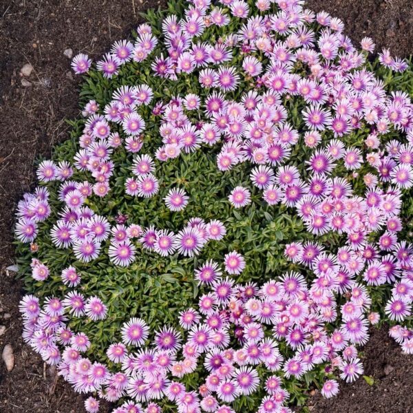 VotanikiI Delosperma 'Pink Radiance' (Hardy Ice Plant) - 3 Inch Root Young Plant Ready for Planting | Vibrant Groundcover Perennial for Stunning Garden Displays – Easy to Grow and Maintain