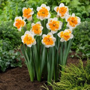 VotanikiI Orangerie Daffodil Bulbs - Hardy Perennials with Showy Flowers | Fragrant Blooms, Narcissus ‘Orangery’ (Split-Corona Daffodil) for Spring Beauty, Easy to Grow