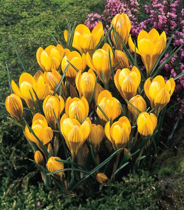 VotanikiI Fuscotinctus Snow Crocus Bulbs - Early Spring Blooms, Hardy Perennial, Crocus chrysanthus 'Fuscotinctus' (Snow Crocus)| Ideal for Garden Borders and Rock Gardens, Easy to Grow