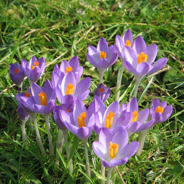 VotanikiI Crocus Tommasinianus ‘Barr’s Purple’ (Early Crocus) - Hardy Perennials for Early Spring Gardens | Purple Color Crocus Bulbs for Planting, Easy to Grow