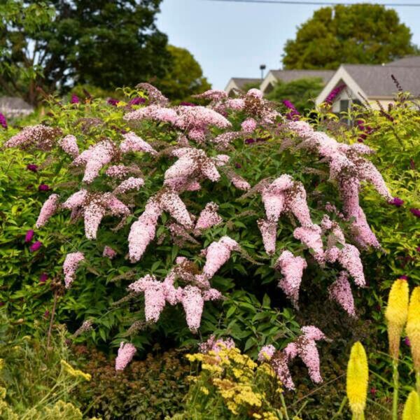 VotanikiI Buddleia 'Pink Cascade II' (Butterfly Bush) - 3 Inch Root Young Plant | Long Blooming & Fragrant Flowers, Attracts Pollinators, Fast Growing Shrub | Easy to Grow Perennial