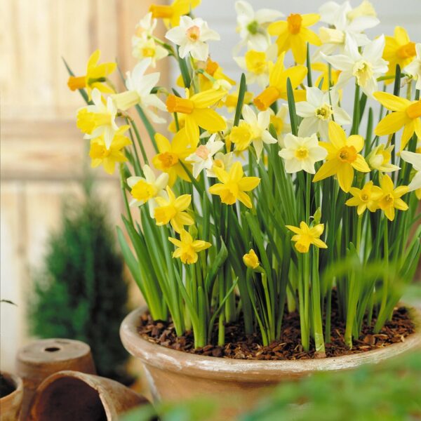 VotanikiI Narcissi Miniature 'Botanical Mixture' Daffodil Bulbs - Long Lasting & Fragrant Flowers | Perfect for Spring Gardens - Easy to Grow Hardy Perennial