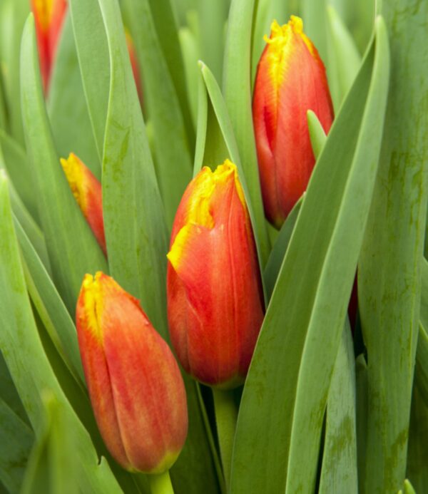 Votaniki Tiano Tulip Bulbs - Fringed, Double Late Tulip (Tiano Tulip) Bulbs for Planting | Stunning Spring Perennial - Easy to Grow