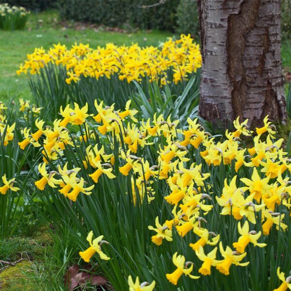 Votaniki Narcissus February Gold - Fragrant Blooms, Narcissus ‘February Gold’ (Cyclamineus Daffodil) Daffodil Bulbs | Spring Blooming Perennial - Easy to Grow