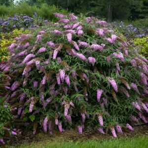 VotanikiI Buddleia 'Pink Cascade II' (Butterfly Bush) - 3 Inch Root Young Plant | Long Blooming & Fragrant Flowers, Attracts Pollinators, Fast Growing Shrub | Easy to Grow Perennial