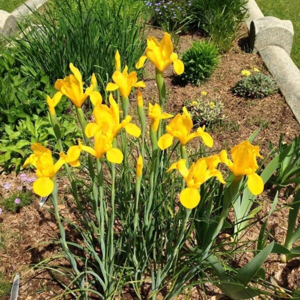 VotanikiI Dutch Iris Golden Beauty - Vibrant Yellow Spring Blooms | Ideal for Borders, Containers, & Cut Flowers - Dutch Iris Bulbs for Planting, Easy to Grow Perennials