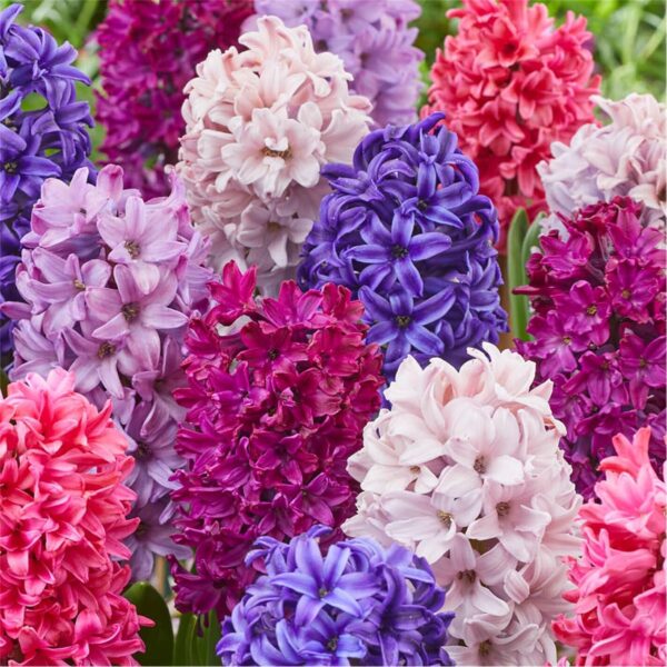 Votaniki Berries & Cream Hyacinth Collection - Hardy Perennial, Fragrant Blooms, Mixed Hyacinth Bulbs for Planting | Spring Flowering Bulbs - Easy to Grow & Low Maintenance