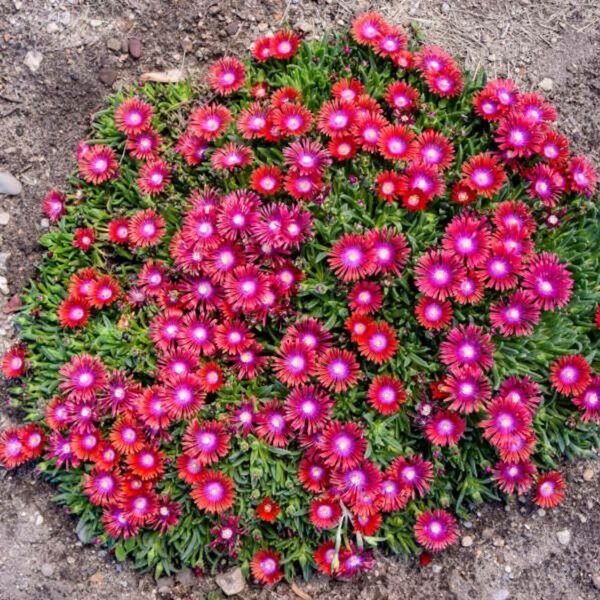 VotanikiI Delosperma 'Razzle Dazzle' (Hardy Ice Plant) - 3 Inch Root Young Plant Ready for Planting | Vibrant Groundcover with Colorful Flowers, Hardy Perennial | Easy to Grow