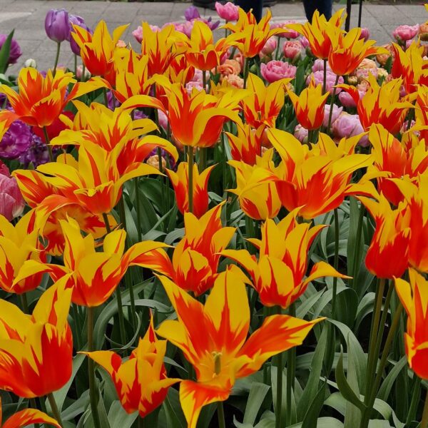 Votaniki Fire Wings Tulip Bulbs - Perennials, Dazzling Red Flowers, Tulipa Lily Flowering 'Fire Wings' | Spring Flowering Bulbs - Easy to Grow