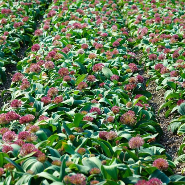 VotanikiI Allium karataviense Red Giant - Ornamental Onion for Stunning Spring & Summer Blooms | Hardy Perennials, Allium Bulbs for Planting - Easy to Grow