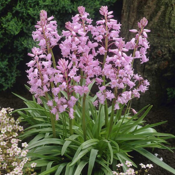 VotanikiI Scilla Hyacinthoides Spanish Pinkbells Bulbs - Beautiful Pink Spring Blooms, Hardy Perennial Flower (Spanish Pinkbells) Bulbs for Planting | Easy to Grow