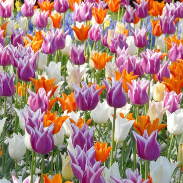 Votaniki Lily Flowering Tulip Mix - Perennializing, Showy Flowers, Mixed Tulip Bulbs for Planting | Spring Flower Bulbs - Easy to Grow