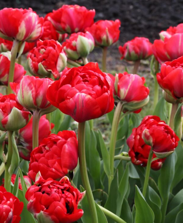 Votaniki Bombastic Red Tulip Bulbs - Long Lasting Blooms, Tulipa Double Late 'Bombastic Red' Tulip Bulbs for Planting | Stunning Late Blooming Spring Perennial - Easy to Grow