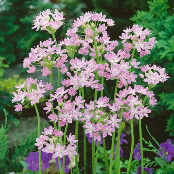 Votaniki Allium Roseum Bulbs - Long Lasting Blooms, Allium Roseum (Rosy Garlic) | Perennial Pink Flowering Allium Bulbs for Summer & Spring Gardens, Easy to Grow