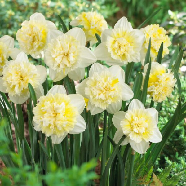 Votaniki Daffodil Ice King Bulbs - Fragrant Blooms, Narcissus ‘Ice King’ (Double Daffodil) | Spring Blooming Flower Bulbs - Easy to Grow, Hardy Perennial