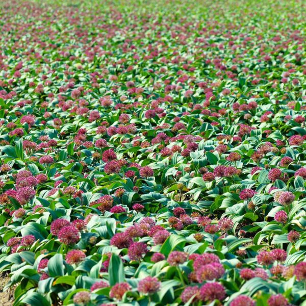 VotanikiI Allium karataviense Red Giant - Ornamental Onion for Stunning Spring & Summer Blooms | Hardy Perennials, Allium Bulbs for Planting - Easy to Grow