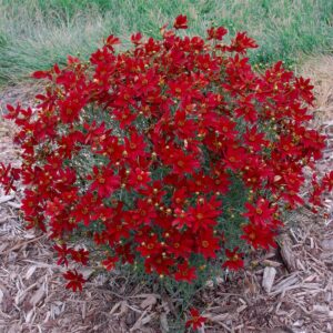 VotanikiI Coreopsis Verticillata 'Hot Paprika' (Threadleaf Coreopsis) – 3 Inch Root Young Plant Ready for Planting | Stunning Red Perennial for Low Maintenance Garden Displays – Easy to Grow