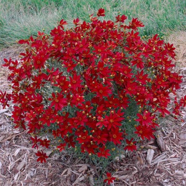 VotanikiI Coreopsis Verticillata 'Hot Paprika' (Threadleaf Coreopsis) – 3 Inch Root Young Plant Ready for Planting | Stunning Red Perennial for Low Maintenance Garden Displays – Easy to Grow