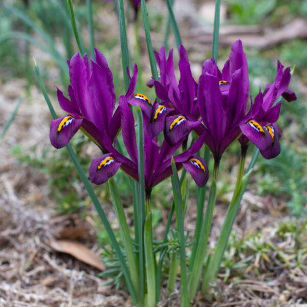 Votaniki Iris Reticulata J.S. Dijt - Hardy Perennial, Iris ‘J.S. Dijt’ (Dwarf Iris) Bulbs for Planting | Easy to Grow, Vibrant Spring Garden Displays, Fragrant Flowers Bulbs