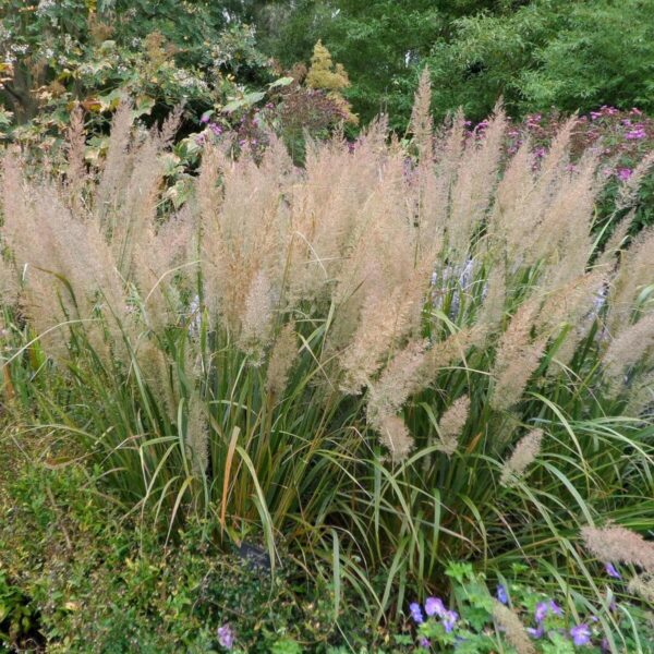 VotanikiI Calamagrostis brachytricha (Reed Grass) - 3 Inch Root Young Plant Ready for Planting | Ornamental Perennial Grass for Attractive Foliage & Flowers - Easy to Grow