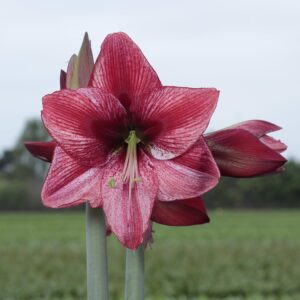 VotanikiI Amaryllis Peruvian 'Revelation' Bulbs Ready to Bloom - Large Flowering Amaryllis for Stunning Displays | Spectacular Indoor & Outdoor Flowers - Easy to Grow Perennial