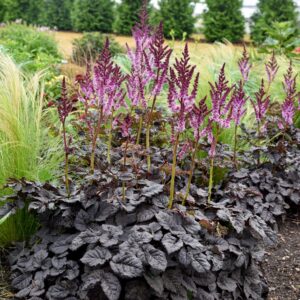 Votaniki Astilbe Dark Side of The Moon - Hardy Perennial, Summer Flowers, Purple Color Astilbe Bare Root for Planting | Spring & Summer Flowers, Low Maintenance & Easy to Grow