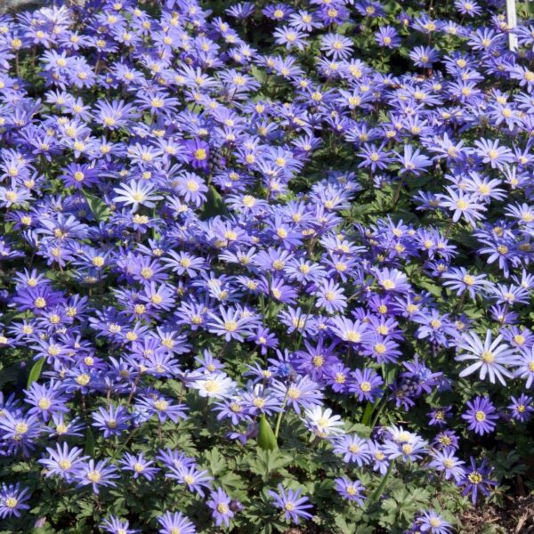 Votaniki Anemone Blanda Blue Shades Bulbs - Vibrant Blue Flowers with Fern Like Foliage, Anemone Blanda ‘Blue Shades’ (Grecian Windflower) | Spring Blooming Perennial - Easy to Grow