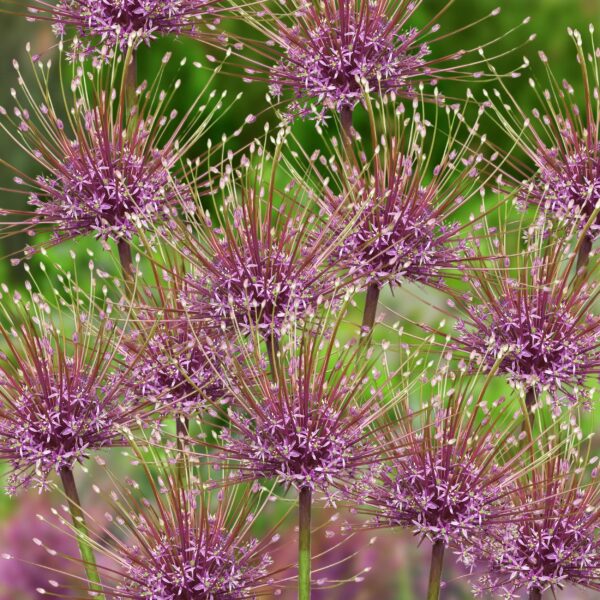 Votaniki Schubertii Allium Bulbs - Spectacular Blooms, Allium Schubertii (Ornamental Onion) | Spring Blooming Perennial - Easy to Grow