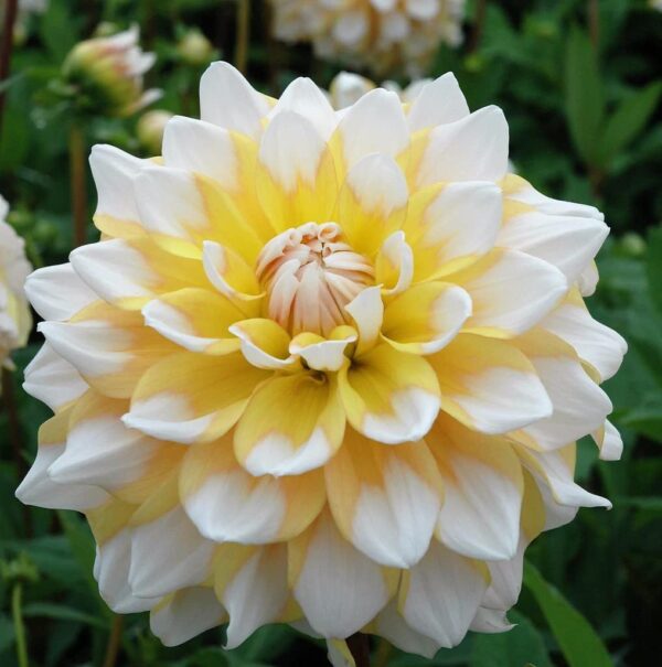 Votaniki Yellow & White Dinner Plate Dahlia Seattle Flower Bulbs for Planting - Easy to Grow | Huge Yellow & White Blooms - Premium Quality Bulbs