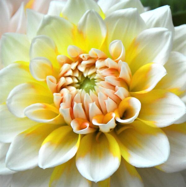 Votaniki Yellow & White Dinner Plate Dahlia Seattle Flower Bulbs for Planting - Easy to Grow | Huge Yellow & White Blooms - Premium Quality Bulbs